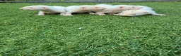 Ferret rodents for sale: 2 Hobs 2 Gills all albino in Rochester - Advert 2