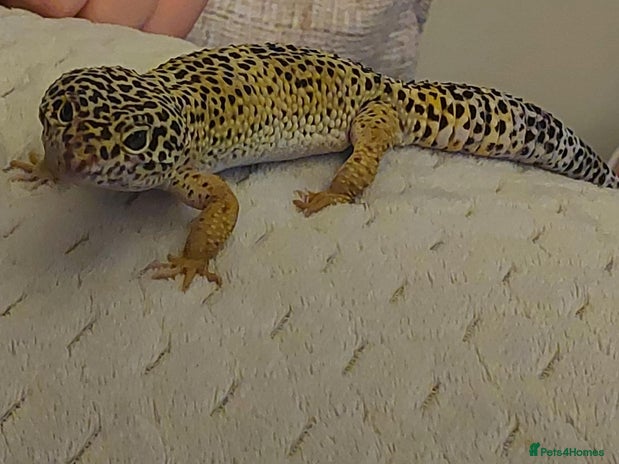 Leopard Gecko reptiles in Birkenhead - Advert 5