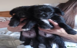 Mixed Breed dogs for sale: 💞 Beautiful Yorkie Russel Puppies 💞 - Image 31