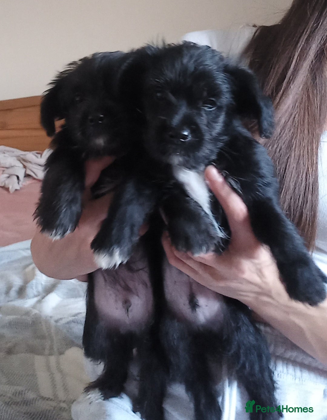Mixed Breed dogs for sale: 💞 Beautiful Yorkie Russel Puppies 💞 - Image 31
