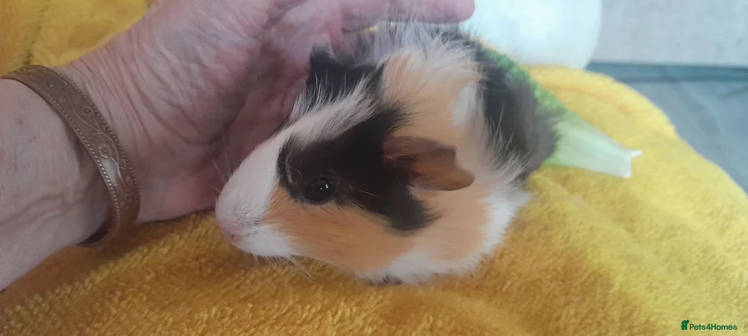 Guinea Pig rodents for sale: Guinea pigs  - Advert 8