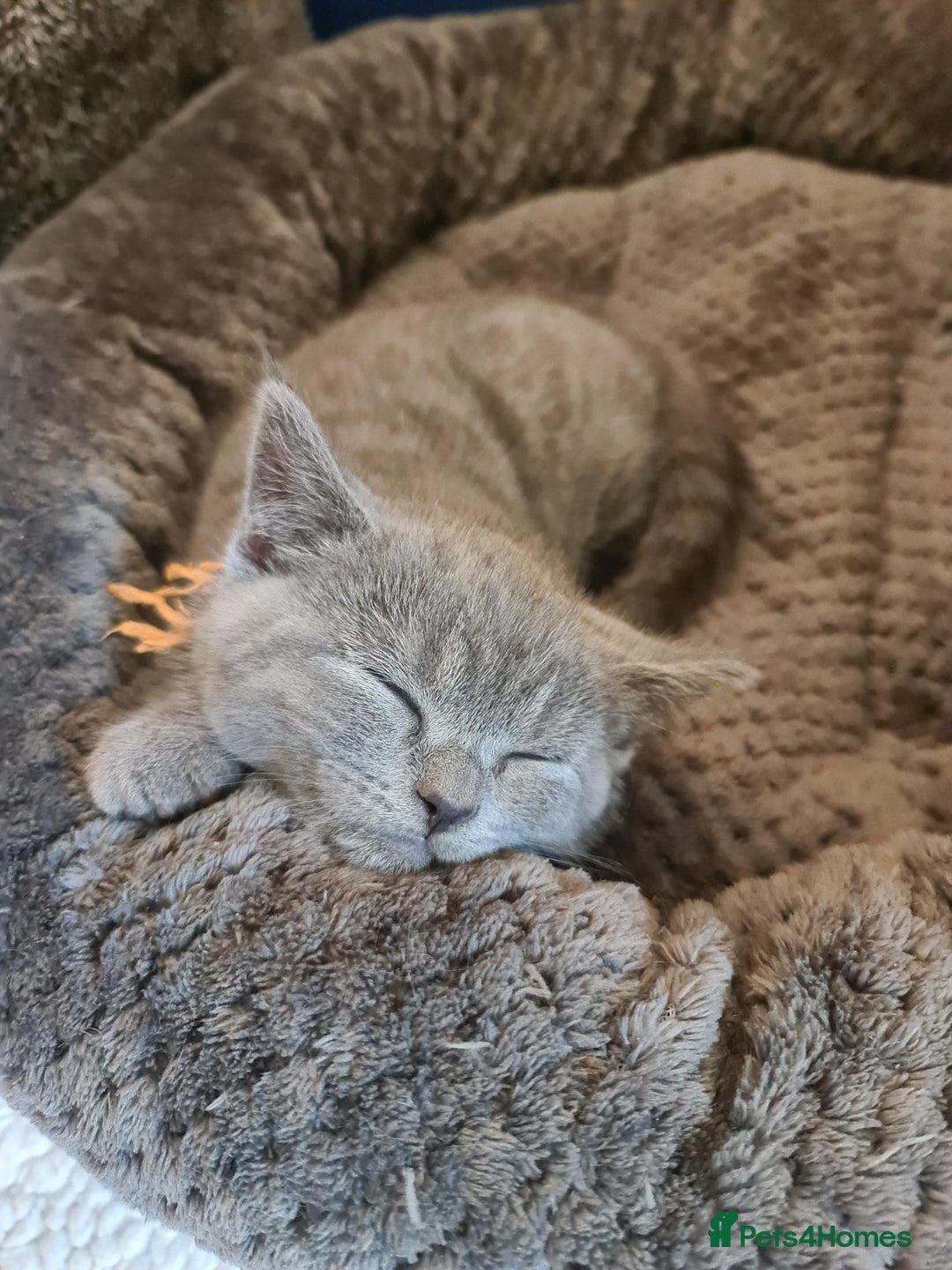 British Shorthair cats for sale: Both parents pedigreesTICA pedigree-dad5xchampion  - Image 9