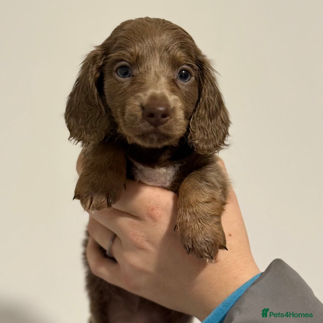 Miniature Dachshund dogs for sale: KC Registered Miniature Dachshund Puppies ❤️ - Advert 6