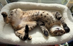 Savannah cats for sale: 2 beautiful Savannah kittens - Image 11