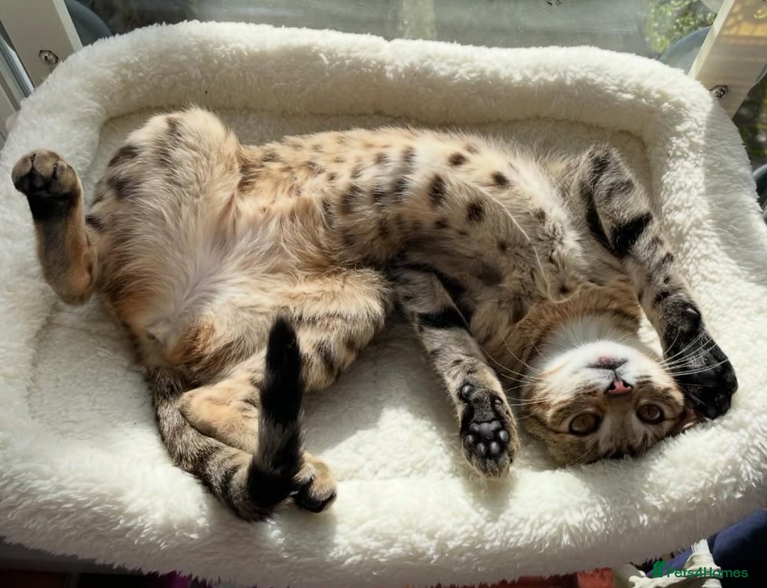 Savannah cats for sale: 2 beautiful Savannah kittens - Image 11