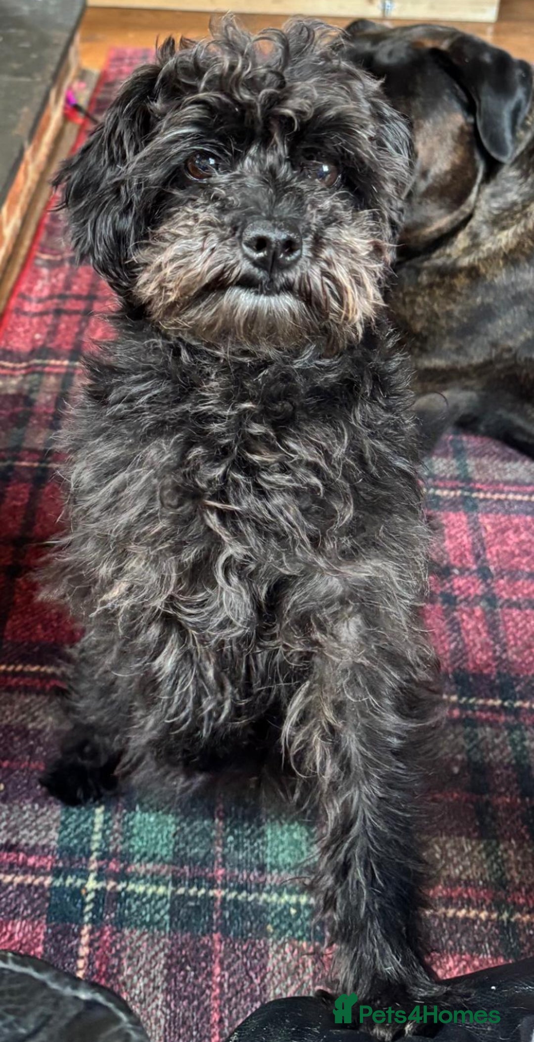 Maltipoo dogs for sale: Stunning Maltipoo Puppies ⭐️ DNA Tested ⭐️ - Image 29