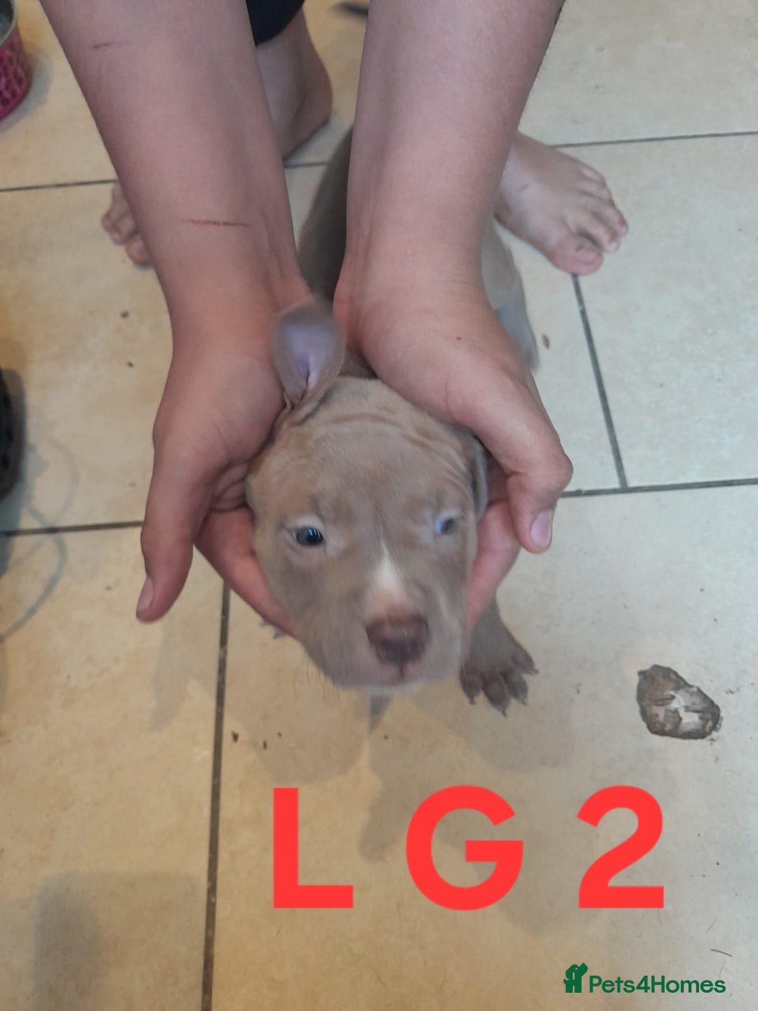 Staffordshire Bull Terrier dogs for sale: Staffordshire bull terrier 2x litters - Image 7