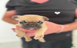 French Bulldog dogs for sale: Fawn French Bulldogs - Image 2