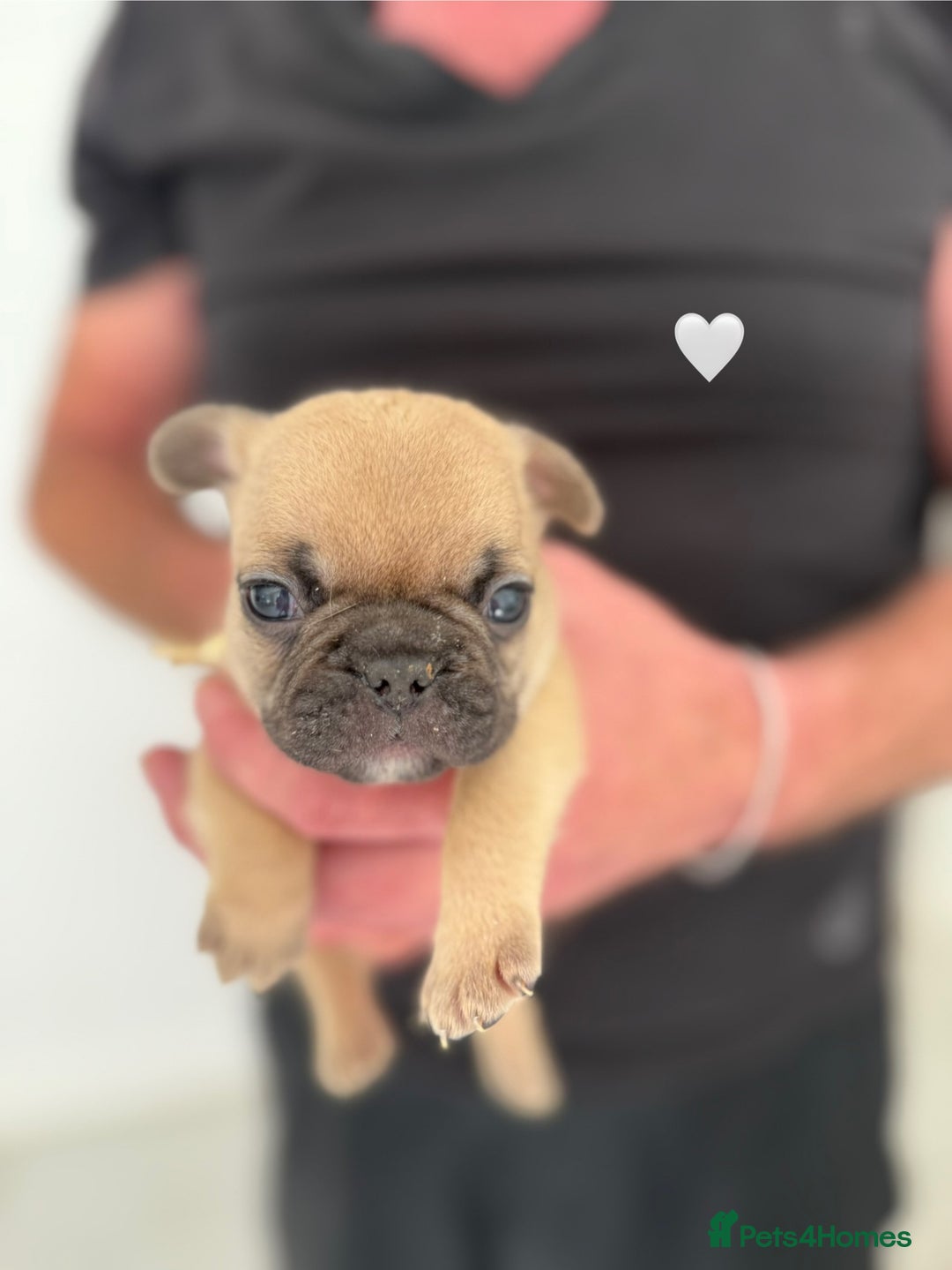 French Bulldog dogs for sale: Fawn French Bulldogs - Image 2