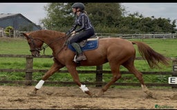 Hanoverian horses for sale: Dee - Registered Hanoverian Showstopper  - Image 4