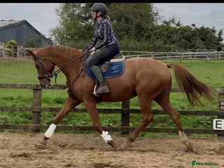 Hanoverian horses Dee - Registered Hanoverian Showstopper - Advert 4