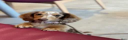 Miniature Dachshund dogs for sale: KC chocolate dapple dachshund  - Advert 1