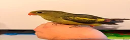 Parakeets birds for sale: Rock Pebbler/ Regents Parrot in Southminster - Advert 2