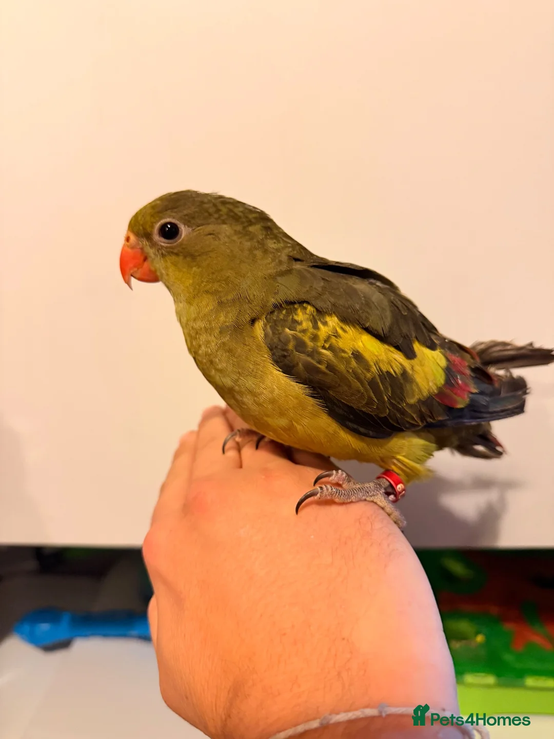 Parakeets birds for sale: Rock Pebbler/ Regents Parrot in Southminster - Advert 2