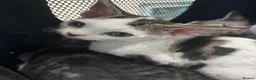 Devon Rex cats for sale: Quintelin Devon Rex - Advert 7