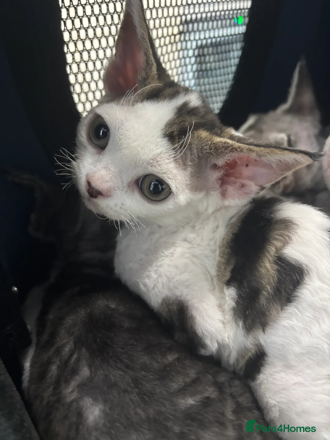 Devon Rex cats for sale: Quintelin Devon Rex - Advert 7