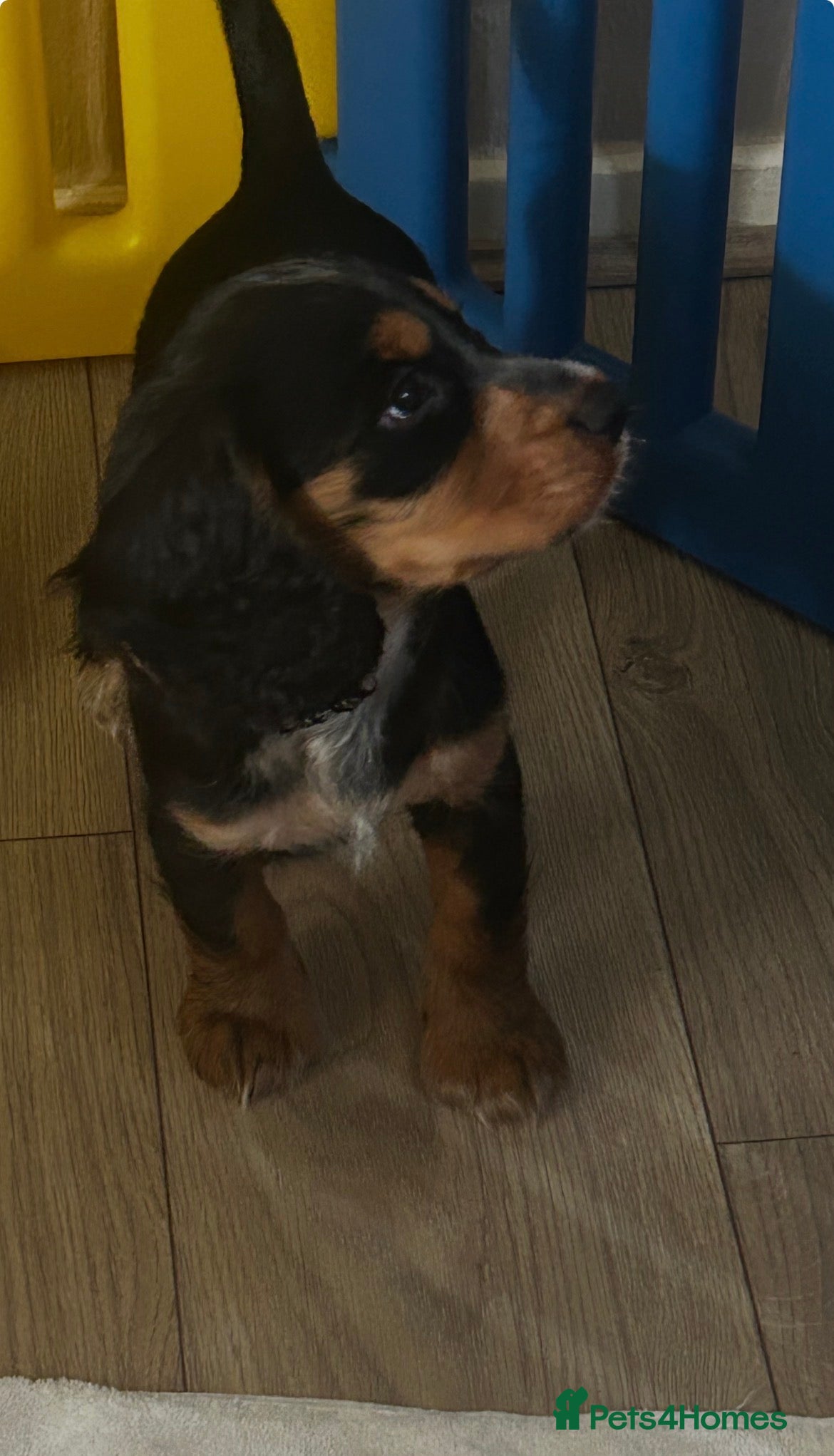 Cocker Spaniel dogs Stunning Cocker Spaniels Puppies’s 💖💙💖💙 - Advert 2