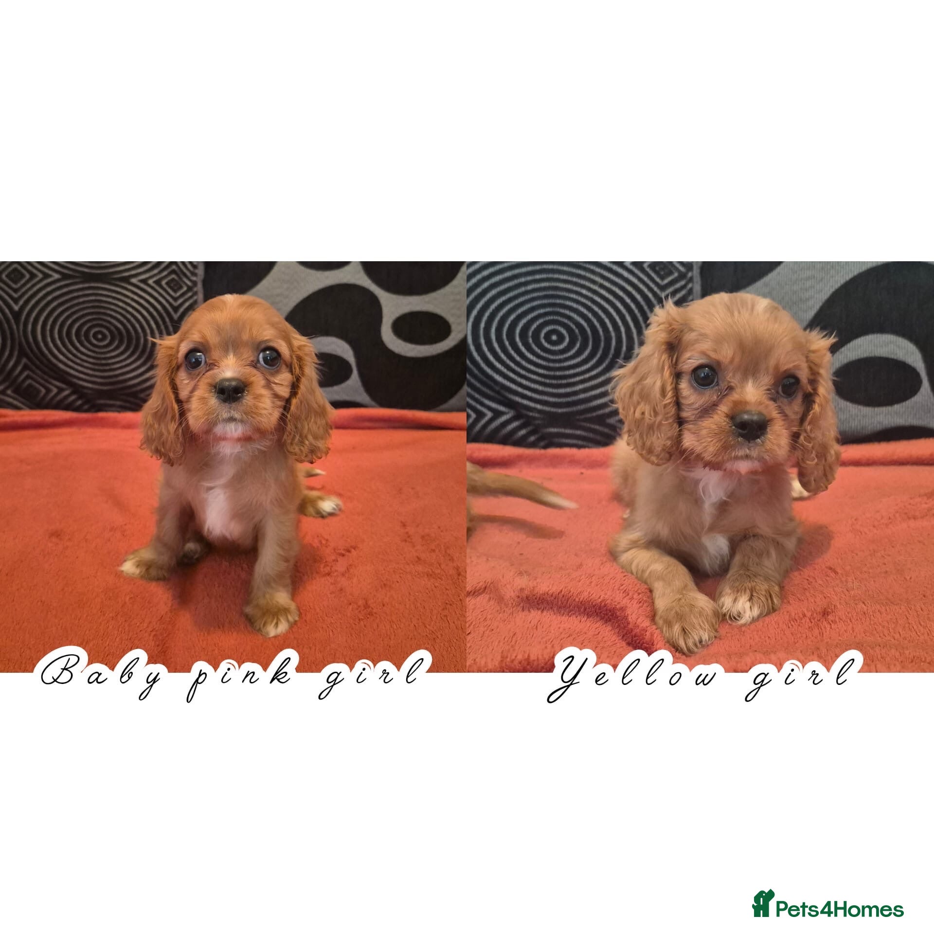 Cavalier King Charles Spaniel dogs 2 CKCS girls left, ready to go Monday. ❤️ - Advert 10
