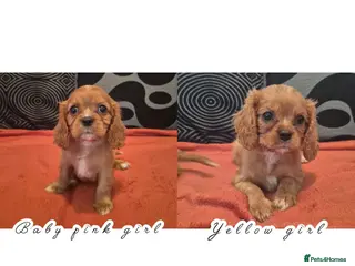 Cavalier King Charles Spaniel dogs 2 CKCS girls left, ready to go Monday. ❤️ - Advert 4