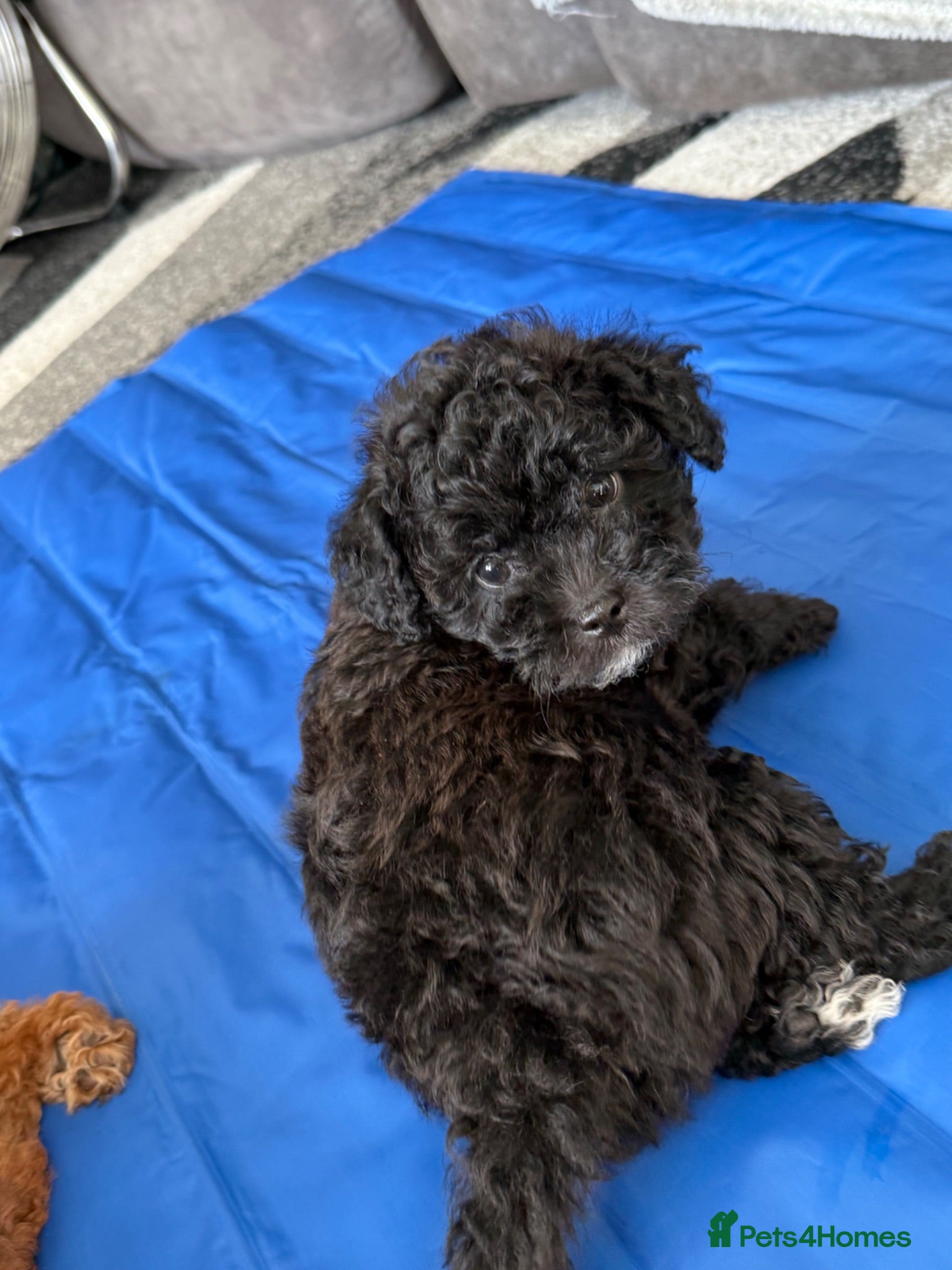 Maltipoo dogs Outstanding Malshipoo puppies. - Advert 1