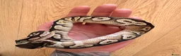 Python Snake reptiles for sale: Ball python in Cornhill-on-Tweed - Advert 2