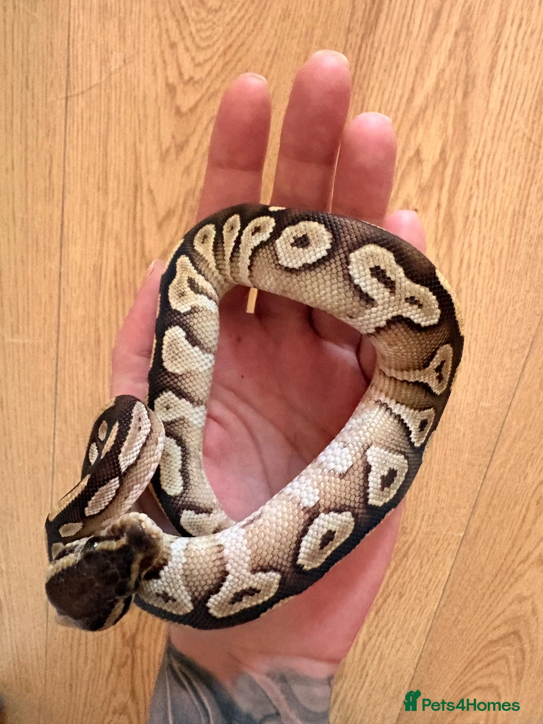Python Snake reptiles for sale: Ball python in Cornhill-on-Tweed - Advert 2