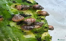 Snails invertebrates for sale: Baby Giant African Land Snails - Advert 2