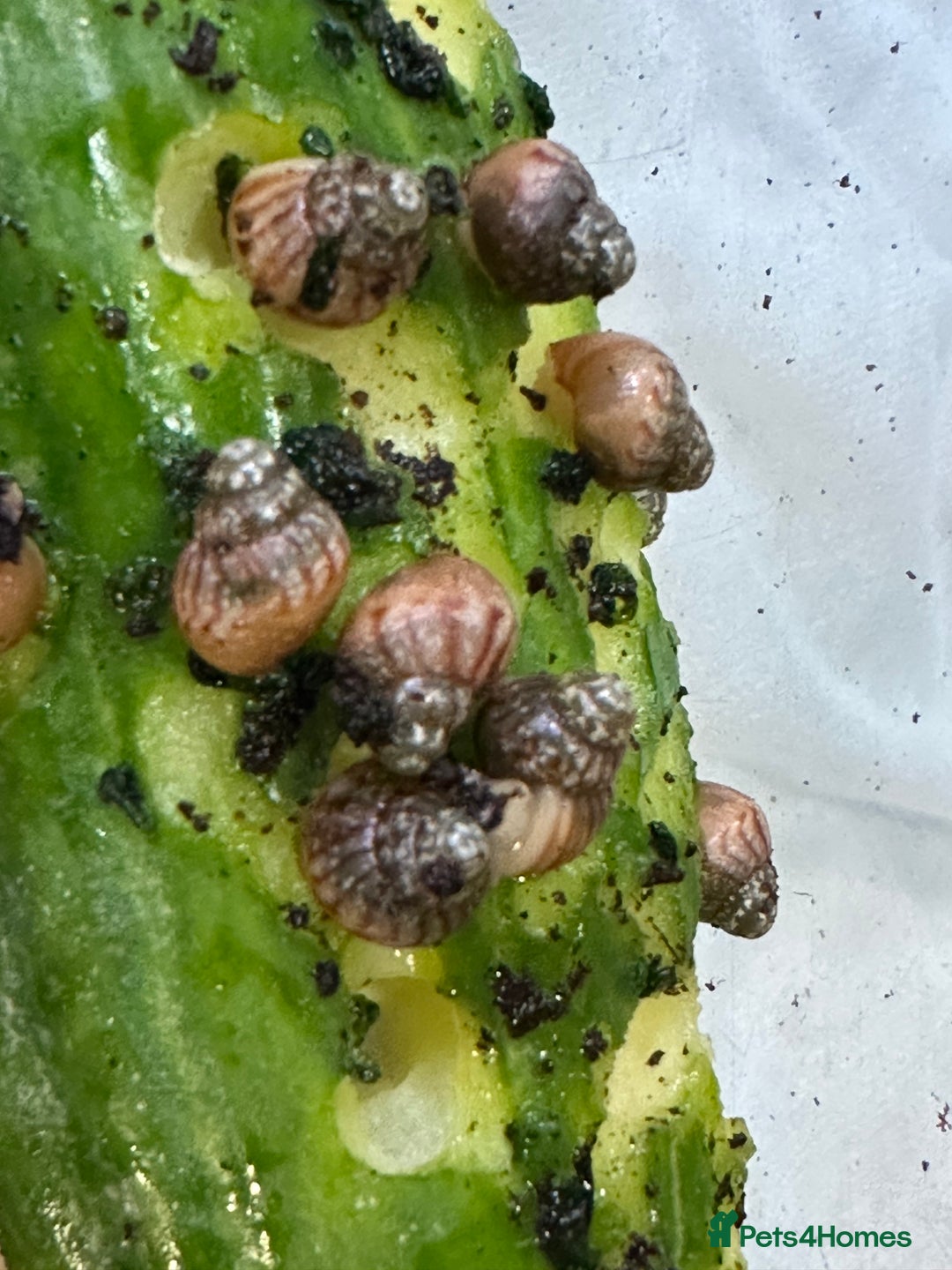 Snails invertebrates for sale: Baby Giant African Land Snails - Advert 2