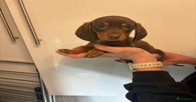Miniature Dachshund dogs 🤩 1 Kc mini dachshund 🤩 - Advert 5