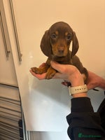 Miniature Dachshund dogs 🤩 1 Kc mini dachshund 🤩 - Advert 5