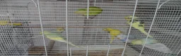 Budgerigars birds for sale: BEAUTIFUL BABY BUDGIES - Advert 4