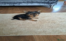 Yorkshire Terrier dogs for sale: Miniature yorkshire terrier  - Image 6