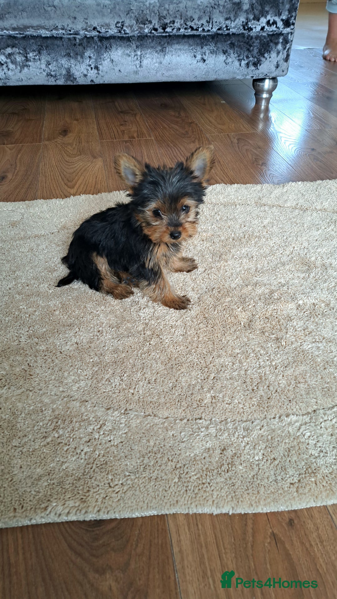 Yorkshire Terrier dogs for sale: Miniature yorkshire terrier  - Image 6