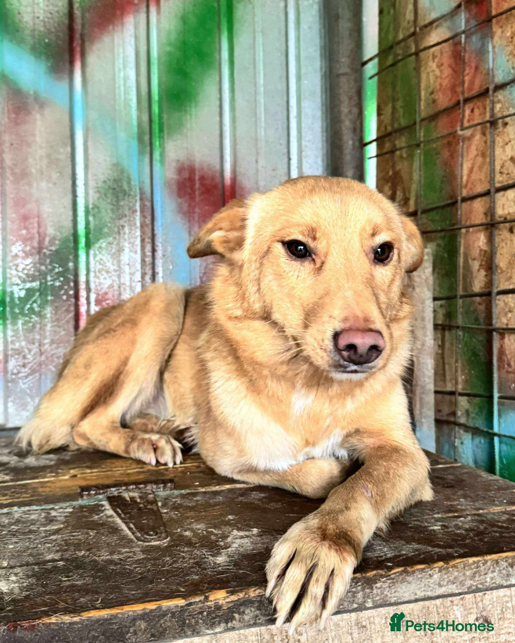 Mixed Breed dogs Figgy - Advert 1