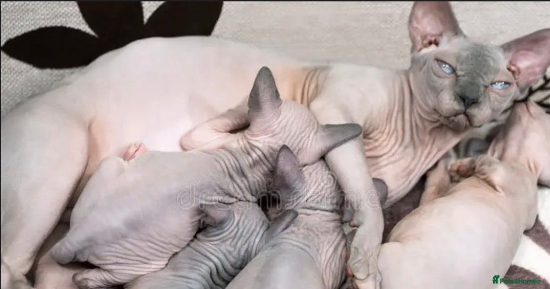 Sphynx cats Beautiful kittens  - Advert 4