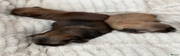 Shih Tzu dogs for sale: Shihtzu babies - Advert 3
