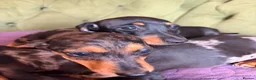 Miniature Dachshund dogs for sale: Mini sausage dogs. Family bred/health checked  - Advert 10