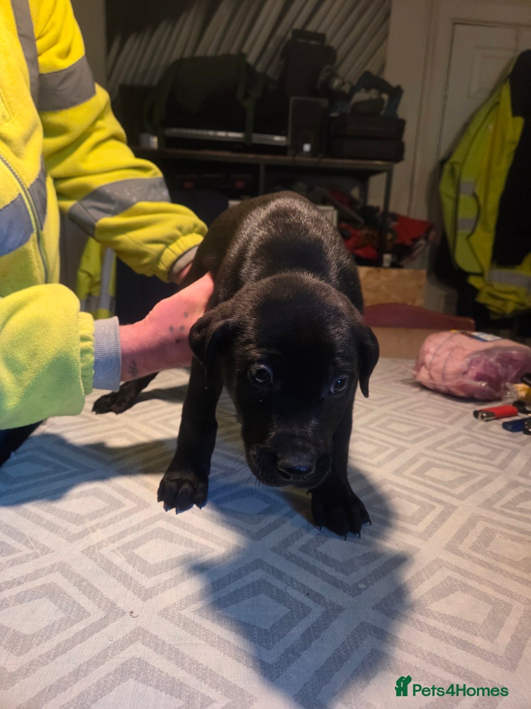 Mixed Breed dogs for sale: Bullcros  - Advert 1