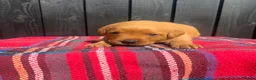 Labrador Retriever dogs for sale: 🧡 Fox Red KC working Labrador’s  in Thetford - Advert 33