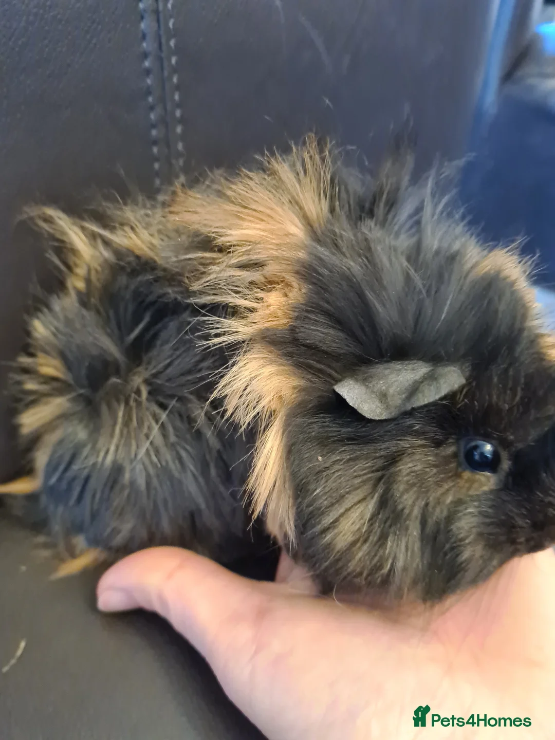 Guinea Pig rodents for sale: Beautiful fluffy baby sisters  - Advert 8