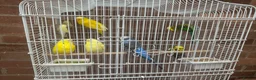 Budgerigars birds for sale: 7 budgies with cage joblot - Advert 3