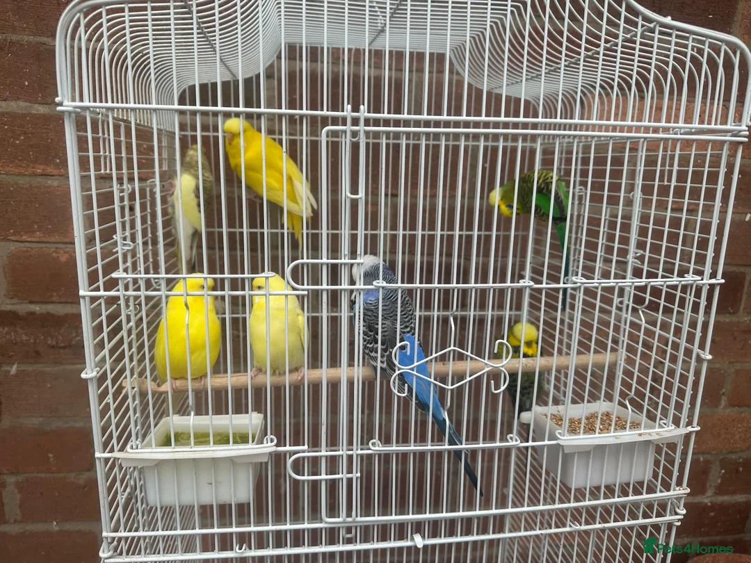 Budgerigars birds for sale: 7 budgies with cage joblot - Advert 3