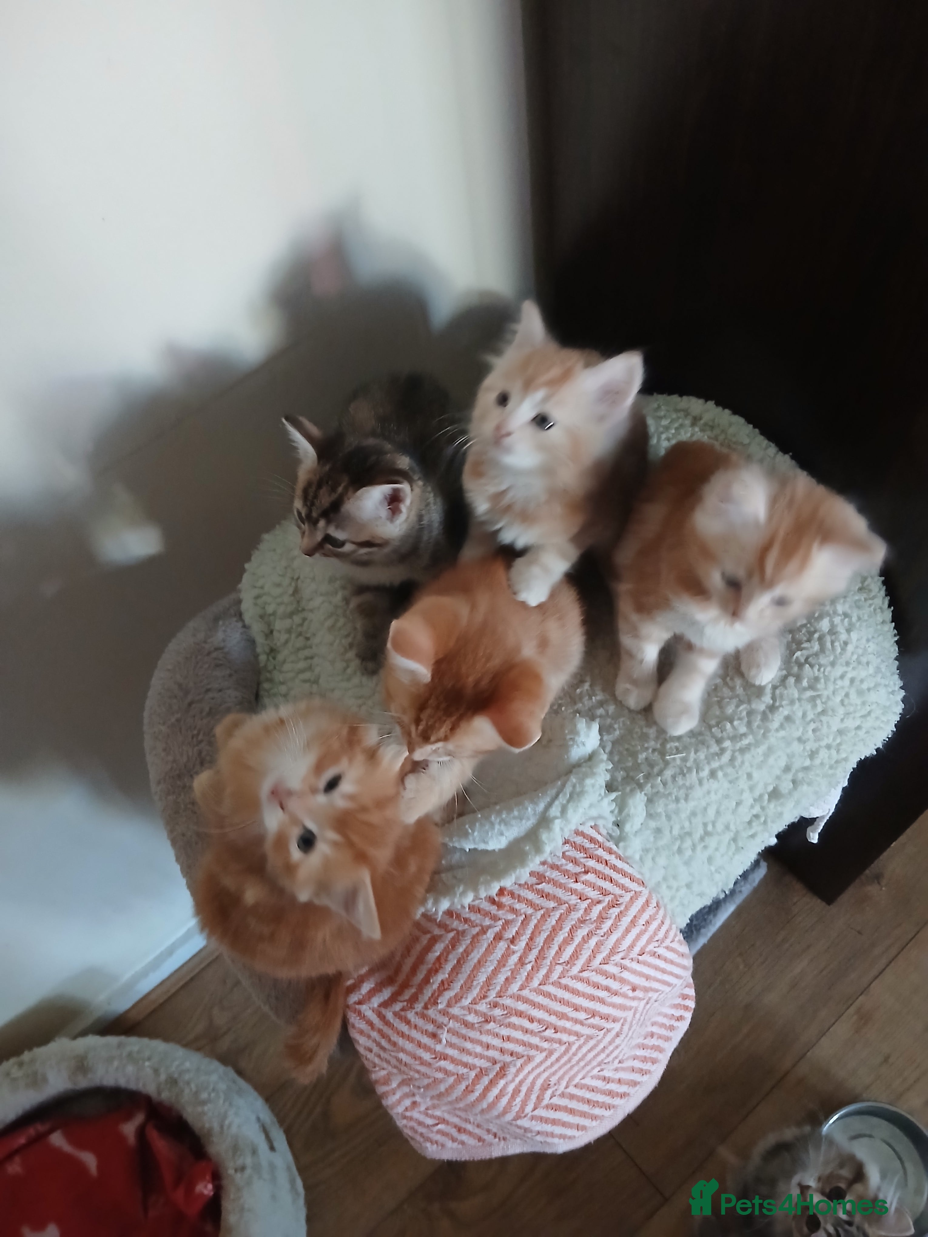 Mixed Breed cats 5 Beautiful kittens ready now - Advert 17
