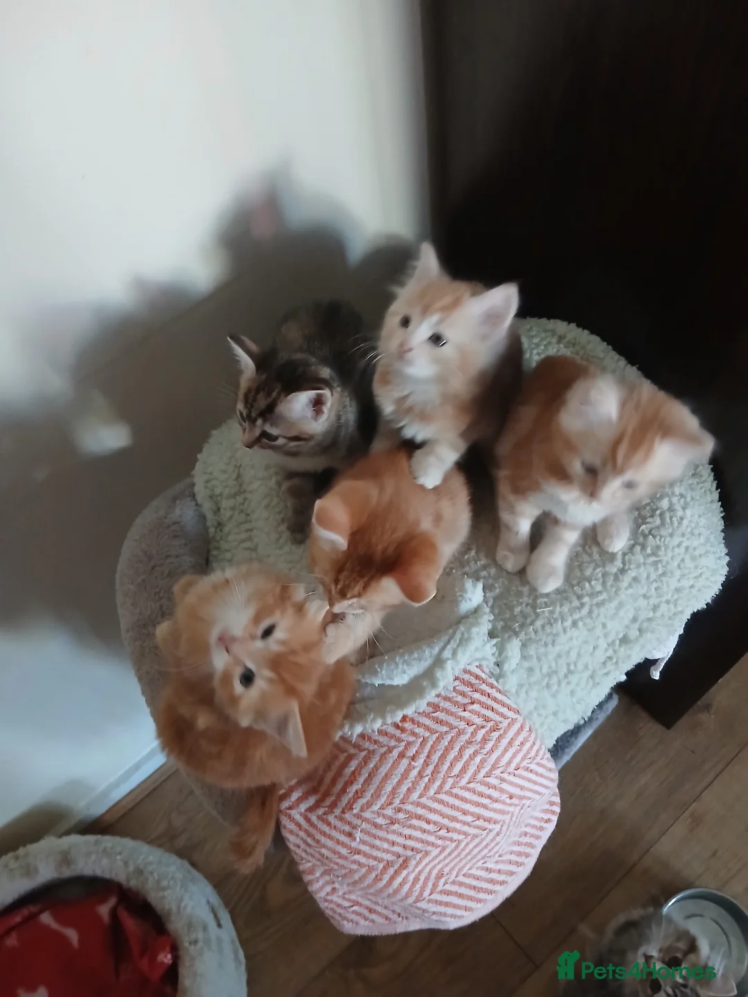 Mixed Breed cats for sale: 5 Beautiful kittens ready now - Advert 1