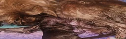 Cavapoo dogs for sale: Licensed breeder,dna clear red tiny cavapoo pups  - Advert 16