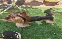 Yorkshire Terrier dogs for sale: Outstanding RARE Yorkshire terrier Chocolate - Image 2
