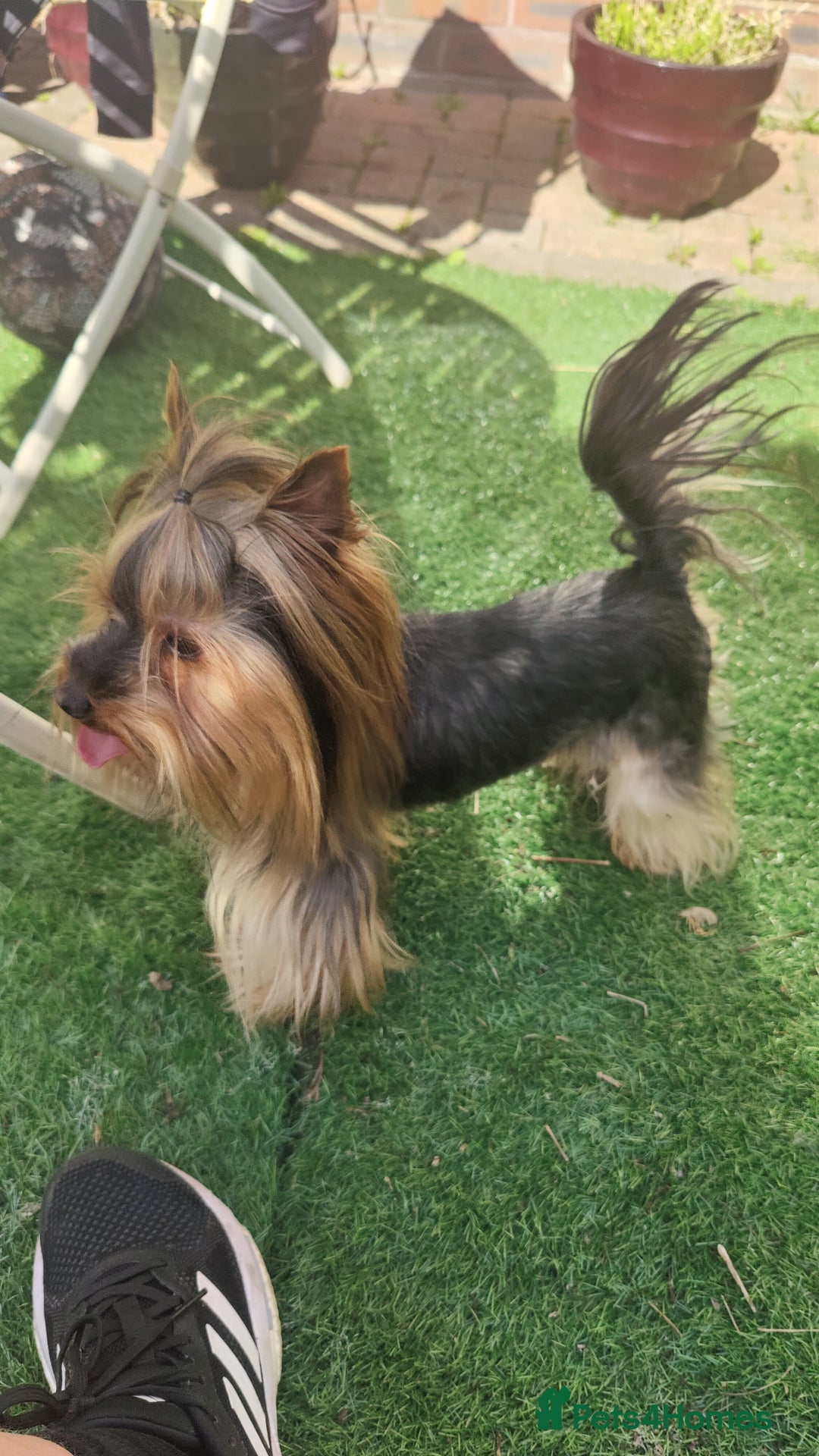 Yorkshire Terrier dogs for sale: Outstanding RARE Yorkshire terrier Chocolate - Image 2