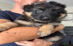 German Shepherd dogs for sale: K/C Registered German Shepherd Puppies  - Image 37