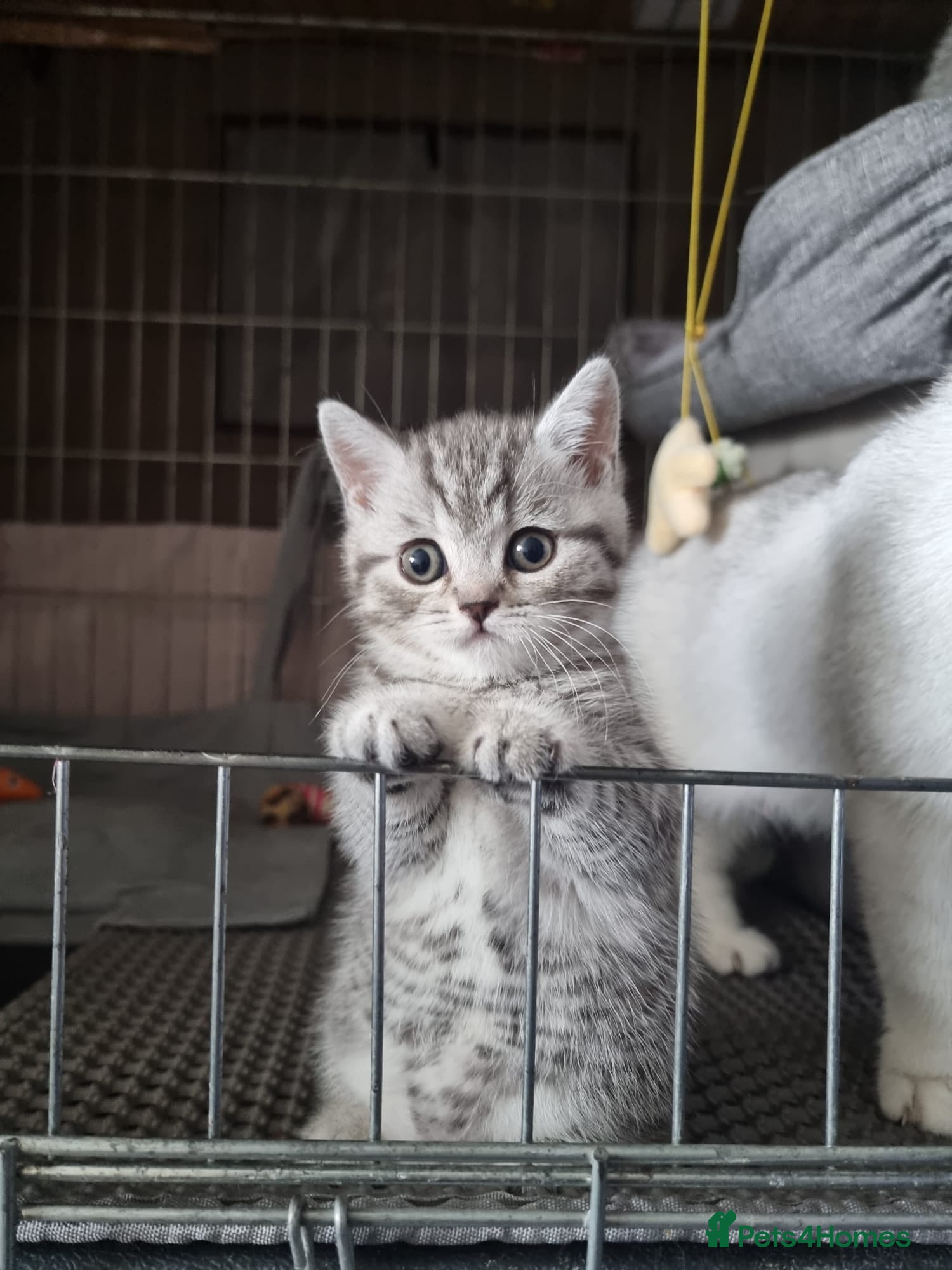 British Shorthair cats 4 Kitten Tabby British Shorthair GCCF Pedigree  - Advert 2
