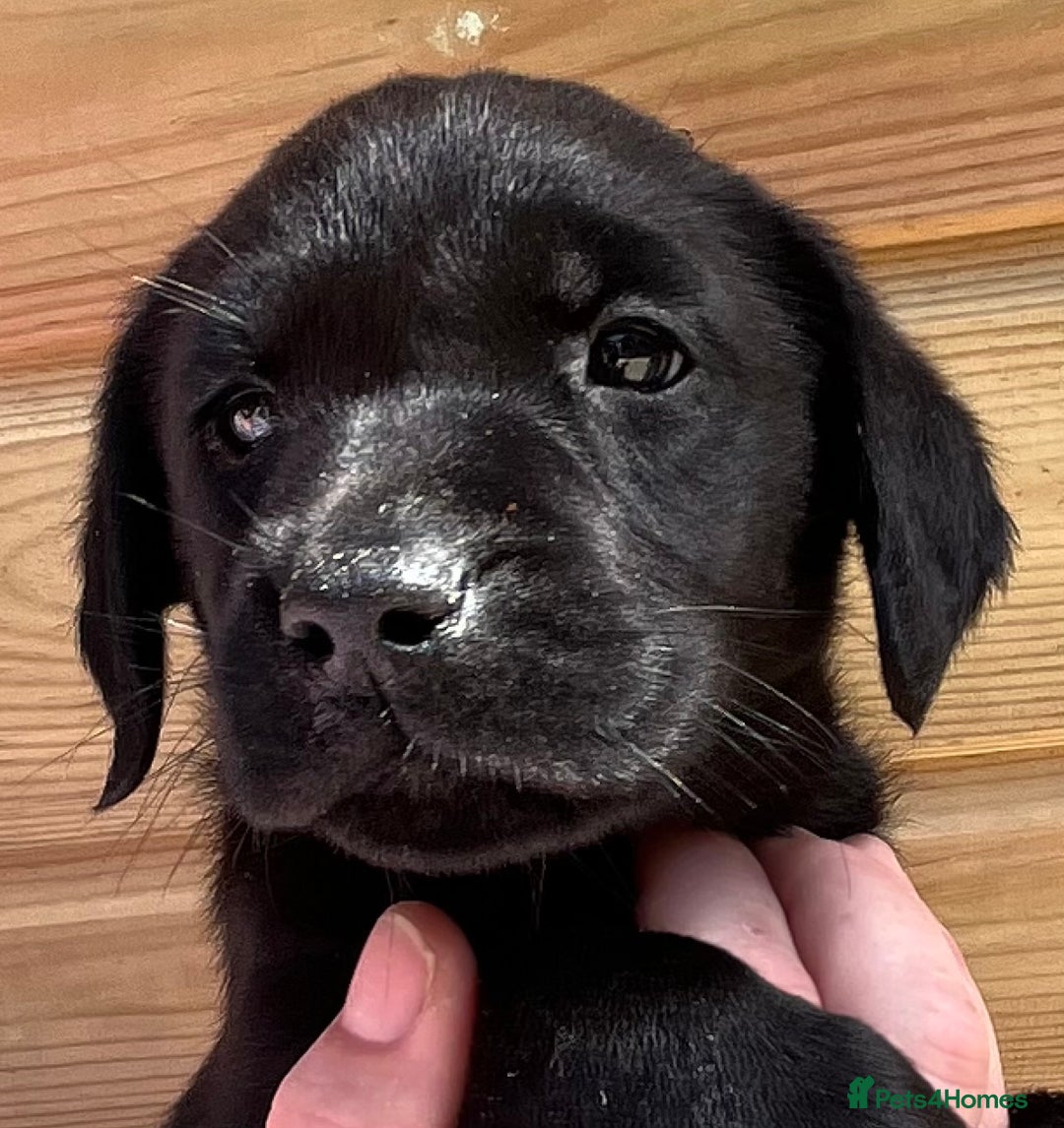 Labrador Retriever dogs for sale: Stunning KC Labrador pups - Image 4